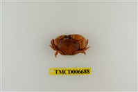 藏品(光輝圓扇蟹)的圖片